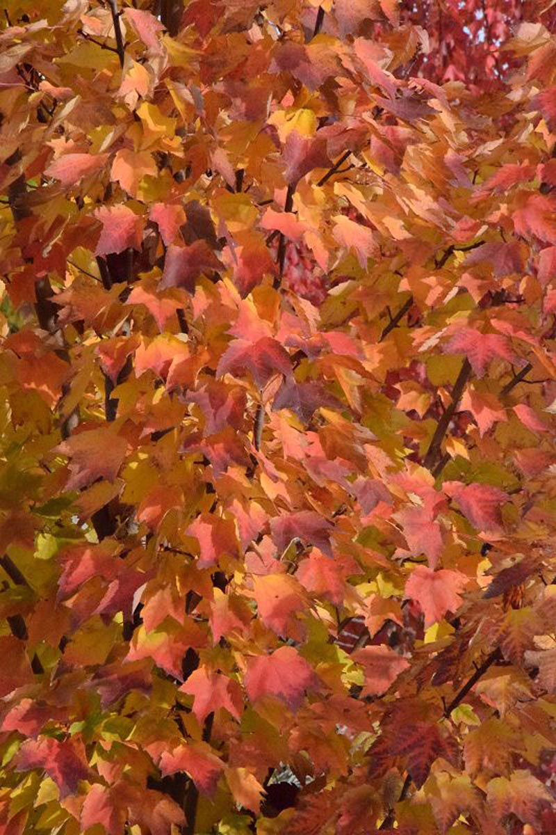 Acer rubrum 'Columnare' 5 Acer rubrum 'Columnare' (Red Maple) Autumn Foliage