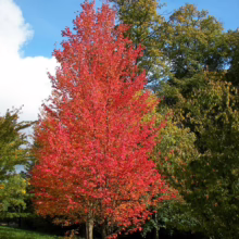 Acer rubrum 'Columnare' (Red Maple) Autumn Tree