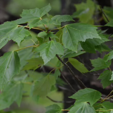 Acer rubrum 'Columnare' (Red Maple) Foliage