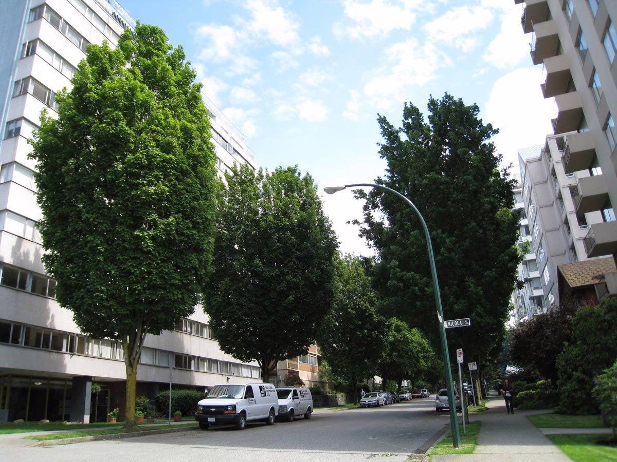 Acer rubrum 'Columnare' 9 Acer rubrum 'Columnare' (Red Maple) Tree