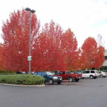 Acer rubrum 'Red Sunset' (Red Maple) autumn form.