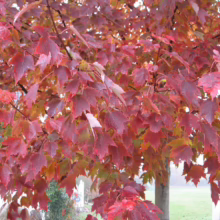 Acer rubrum 'Red Sunset' (Red Maple) Autumn Foliage