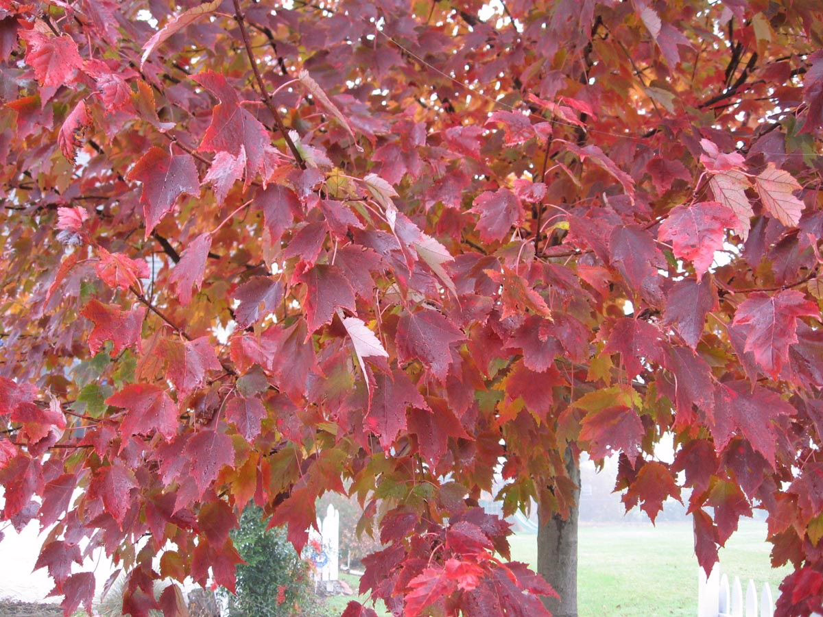 Acer rubrum 'Red Sunset' 3 Acer rubrum 'Red Sunset' (Red Maple) Autumn Foliage