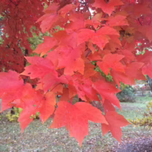 Acer rubrum 'Red Sunset' (Red Maple) foliage.