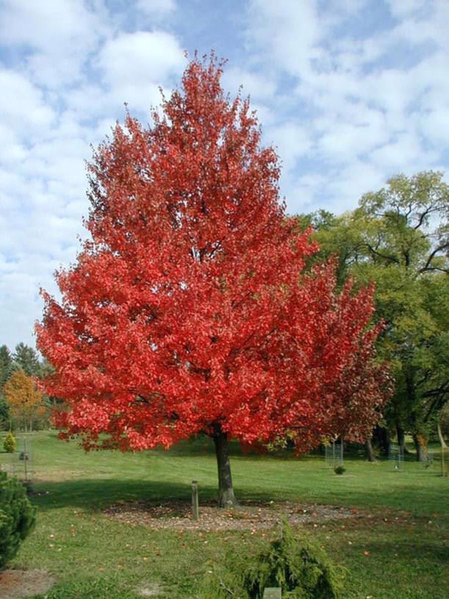 Acer rubrum 'Red Sunset' 7 Acer rubrum 'Red Sunset' (Red Maple) paddock tree.