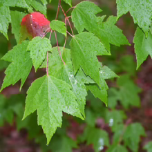 Acer rubrum 'Red Sunset' (Red Maple) summer foliage.
