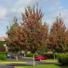Acer rubrum 'Red Sunset' (Red Maple) in new planting.
