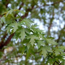 Acer saccharinum (Silver Maple) Foliage