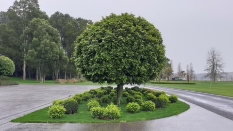 Alectryon excelsus (Titoki)