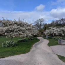 Amelanchier canadensis (Canadian Serviceberry) driveway.