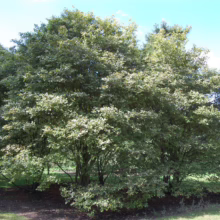 Amelanchier canadensis (Canadian Serviceberry) tree
