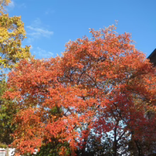 Amelanchier canadensis (Canadian Serviceberry) large autumn trees.