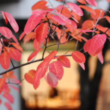 Amelanchier canadensis (Canadian Serviceberry) autumn colour.