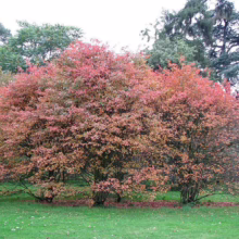 Amelanchier canadensis (Canadian Serviceberry) x2 in autumn form.