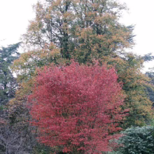 Amelanchier canadensis (Canadian Serviceberry) in autumn form.