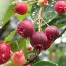 Amelanchier canadensis (Canadian Serviceberry) fruits.