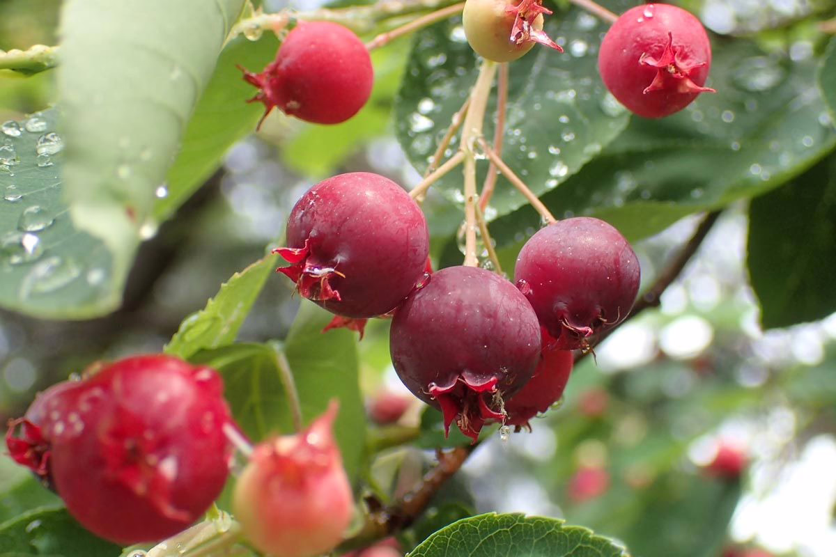 Amelanchier canadensis 8 Amelanchier canadensis (Canadian Serviceberry) fruits.
