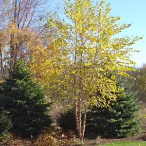 Betula nigra (River Birch) autumn form.