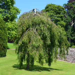 Betula pendula ‘Youngii’ (Weeping Silver Birch) form.