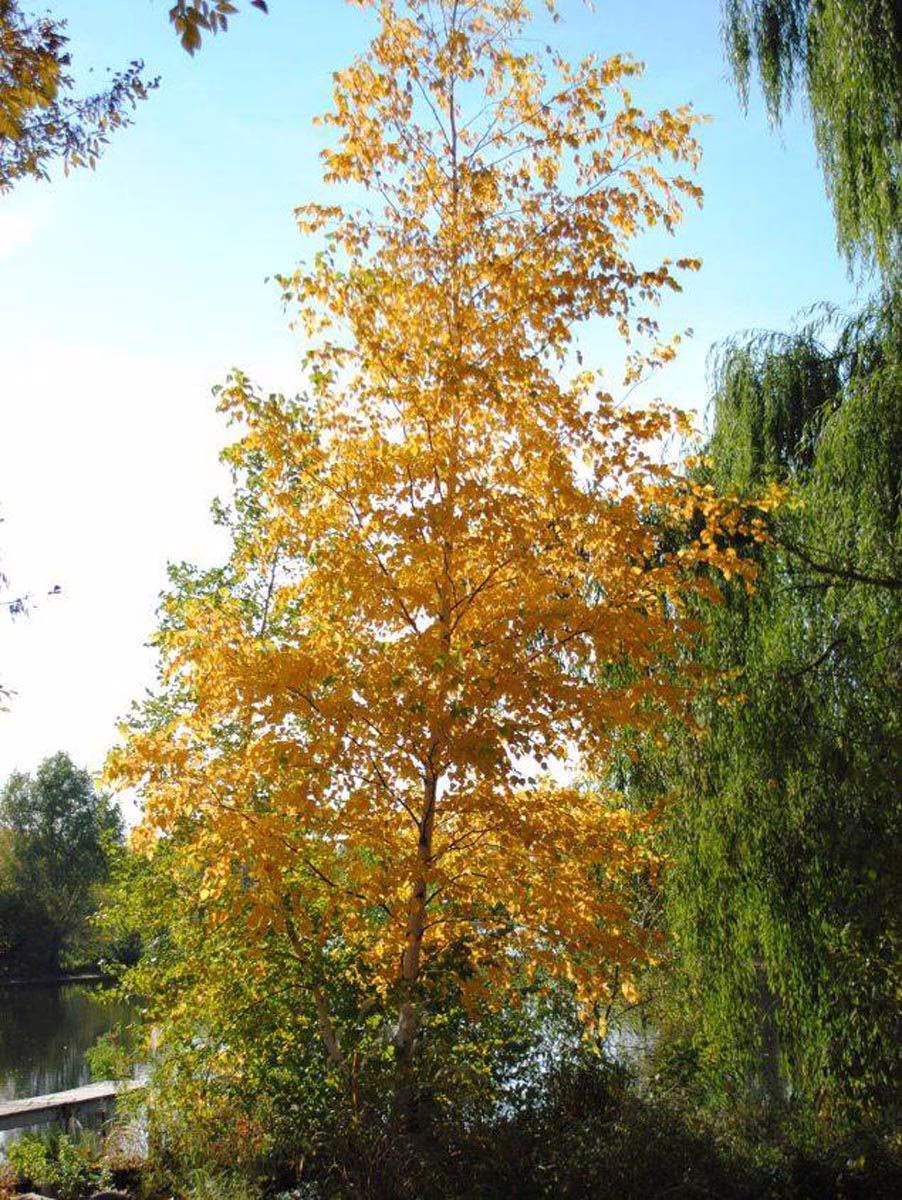 Betula utilis subsp. jacquemontii 4 Betula utilis subsp. jacquemontii (Himalayan Birch) autumn form.