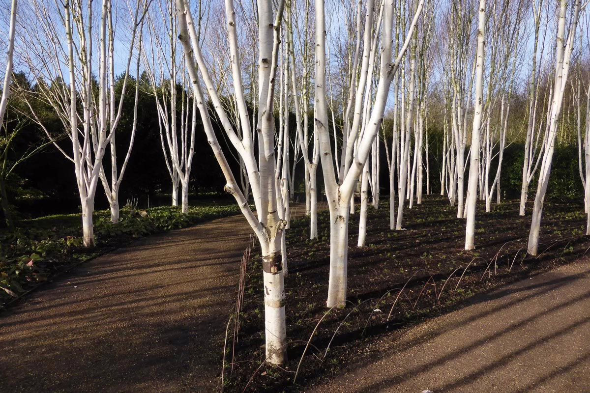 Betula utilis subsp. jacquemontii 6 Betula utilis subsp. jacquemontii (Himalayan Birch) grouping.