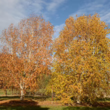 Betula utilis subsp. jacquemontii ‘Jermyns’ (Himalayan Birch) autumn colour.