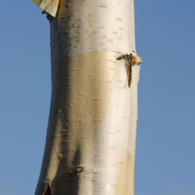 Betula utilis subsp. jacquemontii ‘Jermyns’ (Himalayan Birch) bark.
