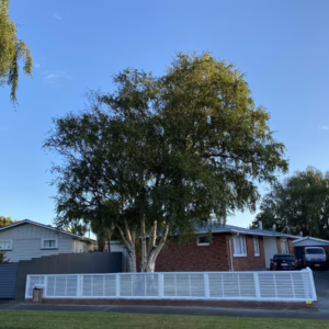 Betula utilis subsp. jacquemontii ‘Jermyns’ (Himalayan Birch) large tree.