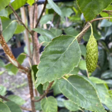 Betula utilis subsp. jacquemontii ‘Jermyns’ (Himalayan Birch) summer foliage.
