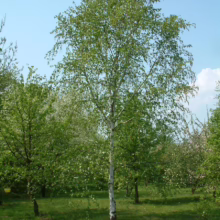 Betula utilis subsp. jacquemontii ‘Jermyns’ (Himalayan Birch) summer form.
