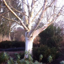 Betula utilis subsp. jacquemontii ‘Jermyns’ (Himalayan Birch) white bark in winter.