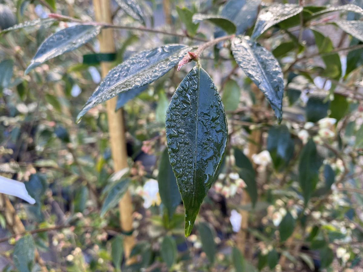 Camellia 'Ariel's Song' 3 Camellia 'Ariel's Song' - Image 3