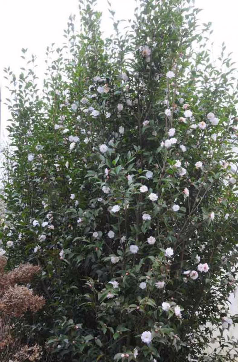 Camellia 'Cinnamon Cindy' 5 Camellia 'Cinnamon Cindy' - Image 5