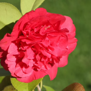 Camellia japonica 'Kramer's Supreme'