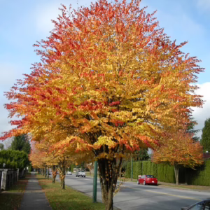 Cercidiphyllum japonicum