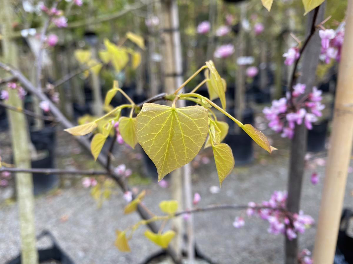 Cercis canadensis 'Hearts Of Gold' 5 Cercis canadensis ‘Hearts of Gold’ (Eastern Redbud) new foliage.