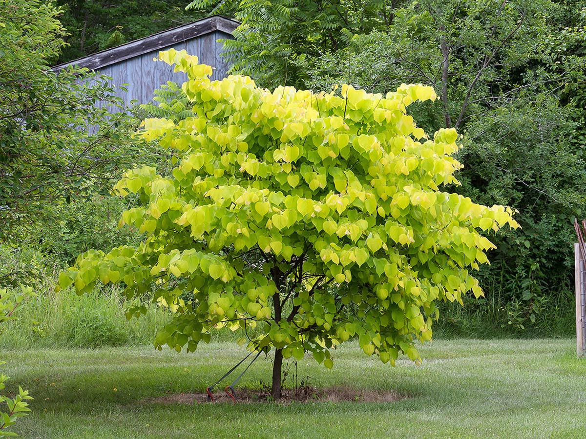 Cercis canadensis 'Hearts Of Gold' 6 Cercis canadensis ‘Hearts of Gold’ (Eastern Redbud) form.