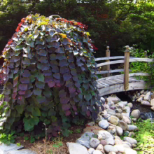 Cercis canadensis ‘Ruby Falls’ (Eastern Redbud) by a bridge.