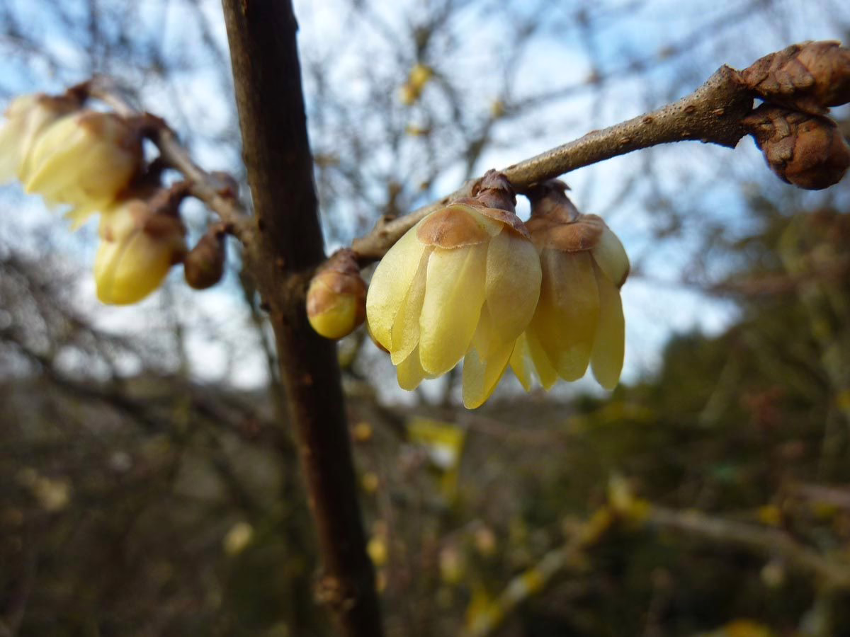 Fragrant wintersweet blossoms, a delicate yellow, hang from a bare branch against a blurred winter sky. The early spring blooms offer a promise of warmer days ahead.