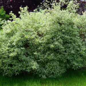 Cornus alba 'Elegantissima'