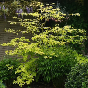 Cornus controversa 'Golden Wedding'