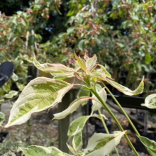 Cornus controversa 'Variegata' (Giant Dogwood) spring foliage.
