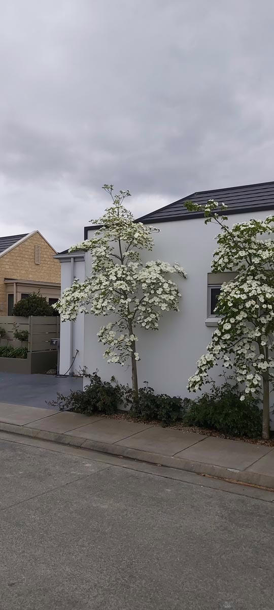 Cornus 'Eddie's White Wonder' 13 Cornus 'Eddie's White Wonder' (Flowering Dogwood) newly planted.