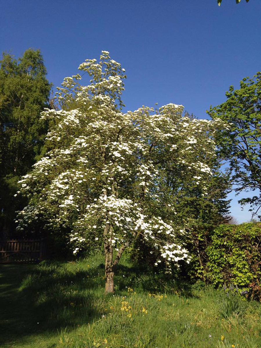 Cornus 'Eddie's White Wonder' 6 Cornus 'Eddie's White Wonder' (Flowering Dogwood) spring form.