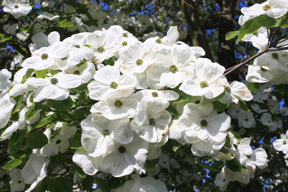 Cornus 'Eddie's White Wonder' (Flowering Dogwood) flowers.