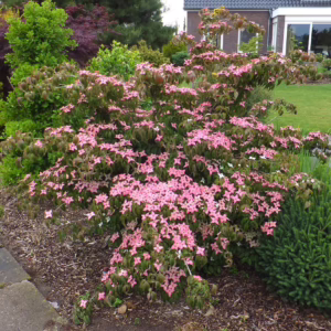 Cornus kousa 'Beni-fuji'