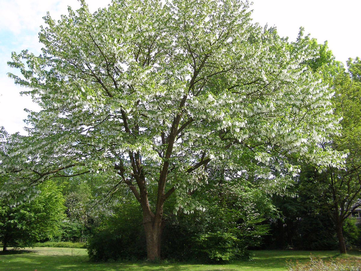 A full-grown Davidia involucrata tree, also known as the handkerchief tree, stands in full bloom with white bracts resembling handkerchiefs hanging from its branches, set against a lush green garden backdrop.