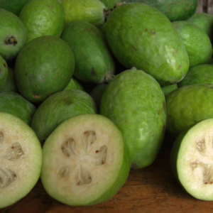 Feijoa sellowiana ‘Apollo’ (Feijoa) fruit.