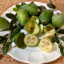 Feijoa sellowiana ‘Apollo’ (Feijoa) cut up fruit.