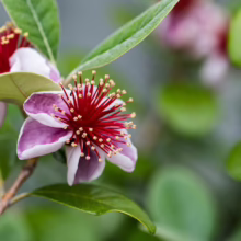 Feijoa sellowiana ‘Den’s Choice’ (Feijoa) flower.